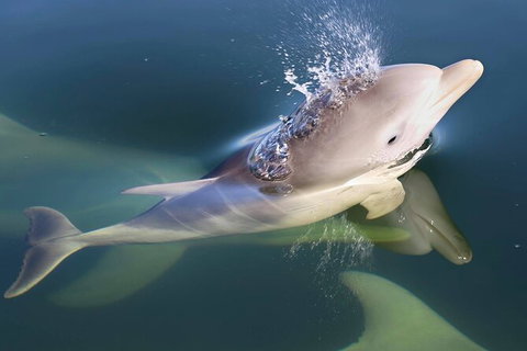 Mandurah Dolphin And Scenic Marine Cruise - Hotel Accommodation 4