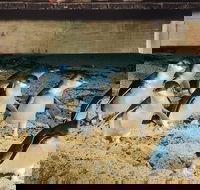 Half Day Phillip Island Penguin Parade PLUS Tour - Hotel Accommodation