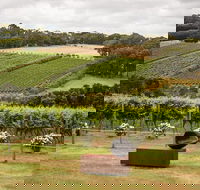 Montalto Vineyard Mornington Peninsula Discovery Wine Tasting and Lunch