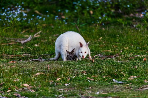 Bruny Island All Inclusive Gourmet Day Trip From Hobart - Hotel Accommodation 26