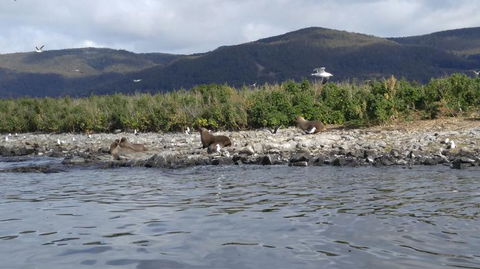 Fresh From The Ocean: Tasmanian Seafood Gourmet Full-Day Cruise Including Lunch - Hotel Accommodation 11