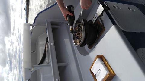 Fresh From The Ocean: Tasmanian Seafood Gourmet Full-Day Cruise Including Lunch - Hotel Accommodation 9