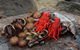Fresh From The Ocean: Tasmanian Seafood Gourmet Full-Day Cruise Including Lunch - thumb 16