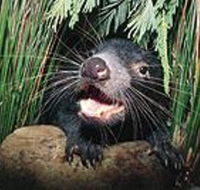 Hobart Shore Excursion Half Day Bonorong Wildlife Park with Richmond Tour - Hotel Accommodation