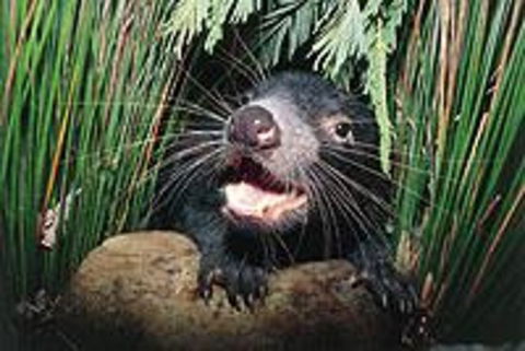 Hobart Shore Excursion: Half Day Bonorong Wildlife Park With Richmond Tour - Hotel Accommodation 0