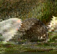 Bruny Island premium private photo-oriented day tour from Hobart - Hotel Accommodation