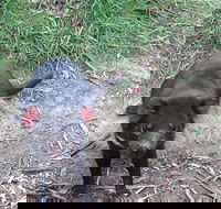 South East Food Sightseeing Private Tour with the Tasmanian Devil Unzoo - Hotel Accommodation