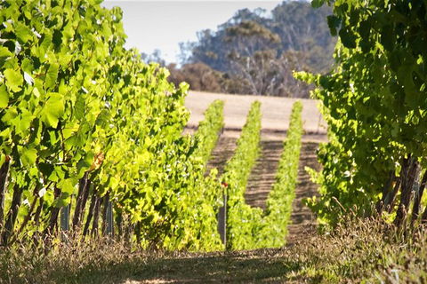 Wine At The Weekend Tour From Hobart - Hotel Accommodation 1