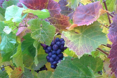 Wine At The Weekend Tour From Hobart - Hotel Accommodation 0