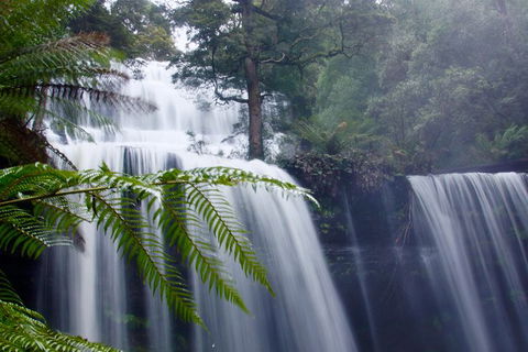 Mt. Field National Park And Bonorong Wildlife Park - Hotel Accommodation 1