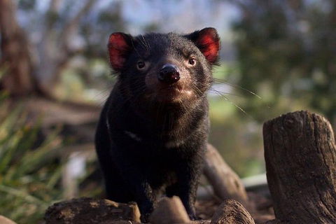 Mt. Field National Park And Bonorong Wildlife Park - Hotel Accommodation 0