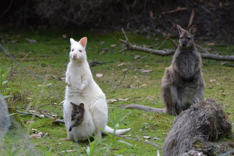 Full-Day Guided Bruny Island Tour From Hobart - Hotel Accommodation 5