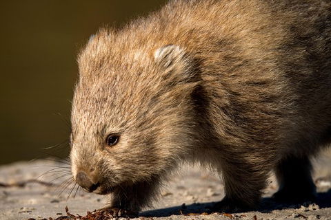 8-Day Tasman Wildlife And Wilderness Encounter Including Accommodation - Hotel Accommodation 1