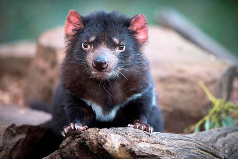 Small Group Tasmanias Wilderness And Wildlife Day Tour - Hotel Accommodation 1