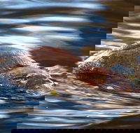 Wild-Platypus 2 hour wildlife tour - Hotel Accommodation