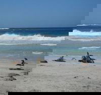 Kangaroo Island in a Day Tour from Adelaide