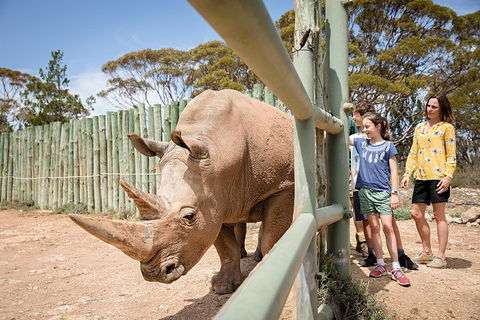 Rhino Interactive And A Day At Monarto Safari Park - Hotel Accommodation 0