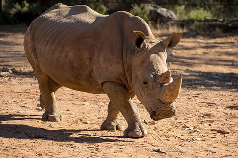 Rhino Interactive And A Day At Monarto Safari Park - Hotel Accommodation 1