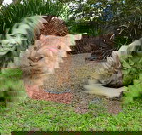 Croc Express to Australia Zoo from Brisbane - Hotel Accommodation