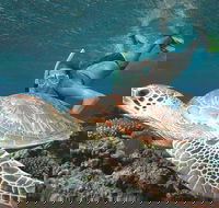 Great Barrier Reef Sailing and Snorkeling Cruise from Port Douglas - Hotel Accommodation