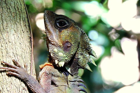 Daintree Rainforest, Cape Tribulation, Mossman Gorge In A Day - Hotel Accommodation 8