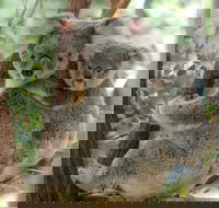 Lone Pine Koala Sanctuary Day Pass - Hotel Accommodation