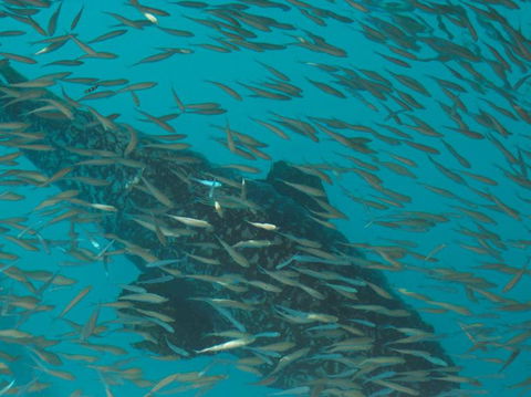 Great Barrier Reef Day Cruise To Reefworld - Hotel Accommodation 2