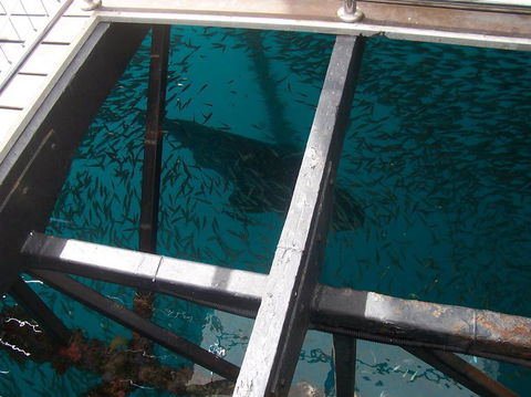 Great Barrier Reef Day Cruise To Reefworld - Hotel Accommodation 19