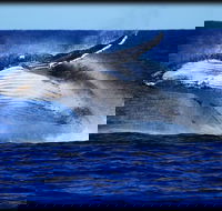 Whale Watching Cruise from Redcliffe Brisbane or the Sunshine Coast - Hotel Accommodation
