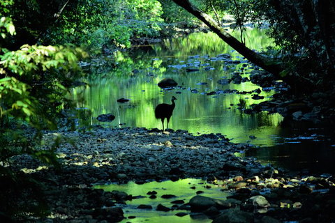 Daintree - Cape Tribulation & Atherton Tablelands Tours From Port Douglas - Hotel Accommodation 1