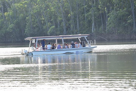 Daintree - Cape Tribulation & Atherton Tablelands Tours From Port Douglas - Hotel Accommodation 16