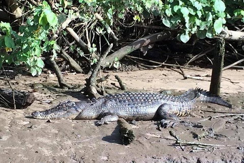 Daintree - Cape Tribulation & Atherton Tablelands Tours From Port Douglas - Hotel Accommodation 24