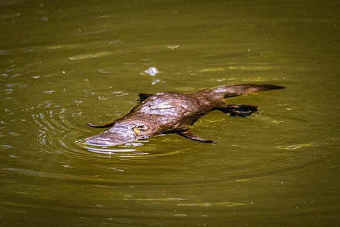 Daintree - Cape Tribulation & Atherton Tablelands Tours From Port Douglas - Hotel Accommodation 27