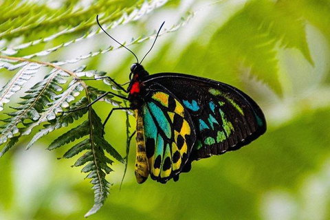 Daintree - Cape Tribulation & Atherton Tablelands Tours From Port Douglas - Hotel Accommodation 19