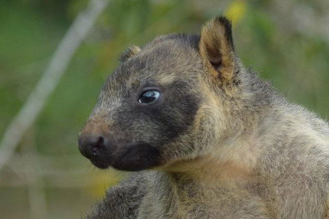 Daintree - Cape Tribulation & Atherton Tablelands Tours From Port Douglas - Hotel Accommodation 8