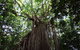 Daintree - Cape Tribulation & Atherton Tablelands Tours From Port Douglas - thumb 20