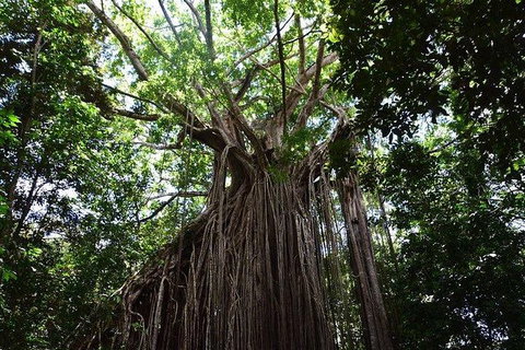 Daintree - Cape Tribulation & Atherton Tablelands Tours From Port Douglas - Hotel Accommodation 20