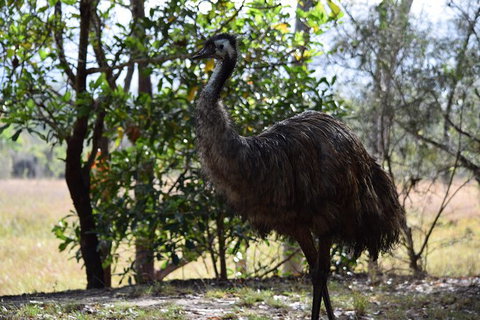 Daintree - Cape Tribulation & Atherton Tablelands Tours From Port Douglas - Hotel Accommodation 29