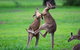Daintree - Cape Tribulation & Atherton Tablelands Tours From Port Douglas - thumb 14