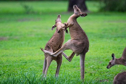 Daintree - Cape Tribulation & Atherton Tablelands Tours From Port Douglas - Hotel Accommodation 14