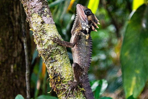 Daintree - Cape Tribulation & Atherton Tablelands Tours From Port Douglas - Hotel Accommodation 7