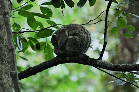 Daintree - Cape Tribulation & Atherton Tablelands Tours From Port Douglas - Hotel Accommodation 11