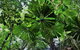 Daintree - Cape Tribulation & Atherton Tablelands Tours From Port Douglas - thumb 22