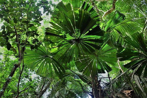 Daintree - Cape Tribulation & Atherton Tablelands Tours From Port Douglas - Hotel Accommodation 22