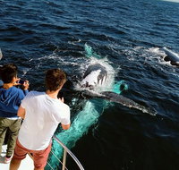 Half-Day Whale Watching and Canal Cruise from Surfers Paradise - Hotel Accommodation