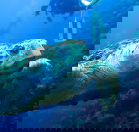 Scuba Dive the S.S. Yongala Wreck on the Great Barrier Reef. - Hotel Accommodation