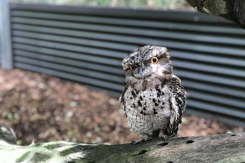 Hartley's Crocodile Adventures And Tjapukai Cultural Park Day Trip From Cairns - Hotel Accommodation 1