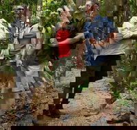 Mossman Gorge Dreamtime Walk and Low Isles Snorkeling and Sailing Cruise - Hotel Accommodation