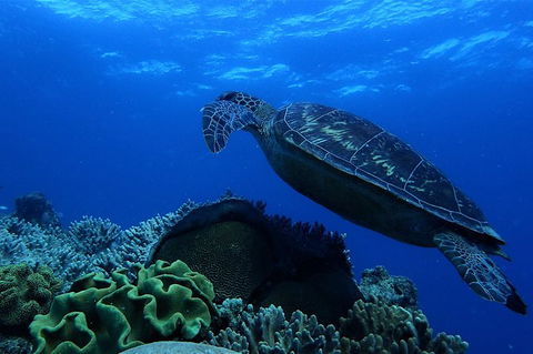 3 Day Whitsundays Sailing And Diving Adventure: Kiana - Hotel Accommodation 6