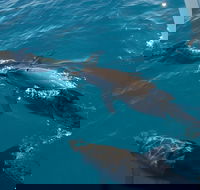 Fraser Island  Dolphin Sailing Adventure - Hotel Accommodation